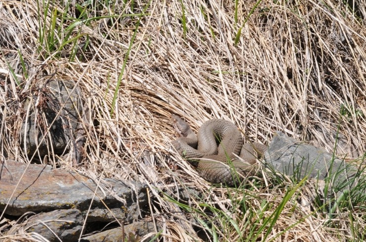 Vipera aspis e pattern